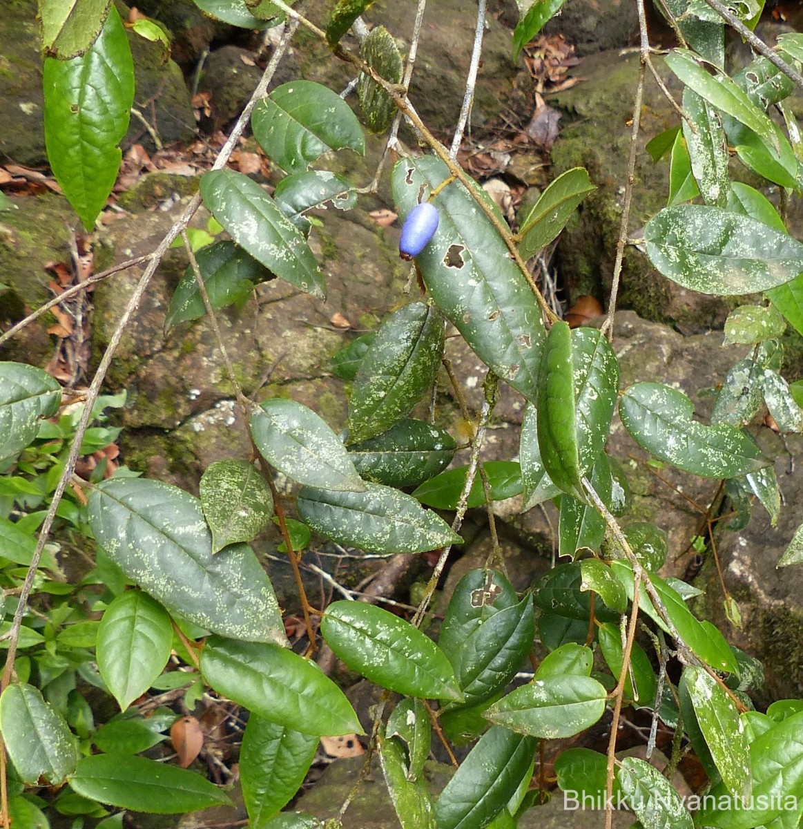 Symplocos diversifolia